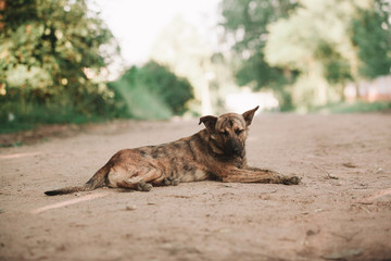 cute homeless dog lying on the road