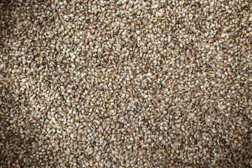 Background texture of CBD hemp seeds.