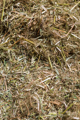 Background texture of dry CBD hemp plants.