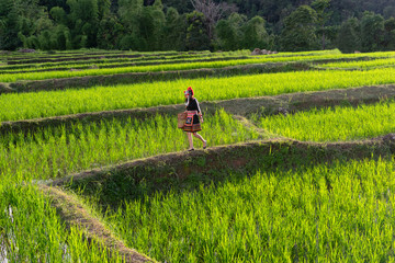 The hill tribe women in the landscape, mountains and fields have green trees at sunrise.