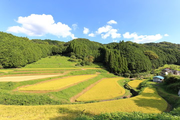 Obraz premium Rice terraces in Okayama, japn