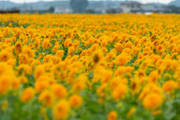 明野のヒマワリ畑