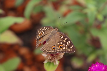 A beautiful butterfly resting on a flower