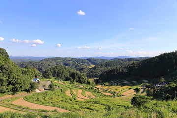 Rice terraces in Okayama, japn