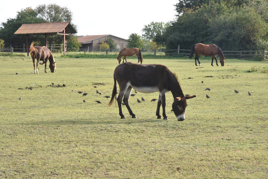 Esel in der Pferdeherde mit einer Schar von Staren  - in Mecklenburg