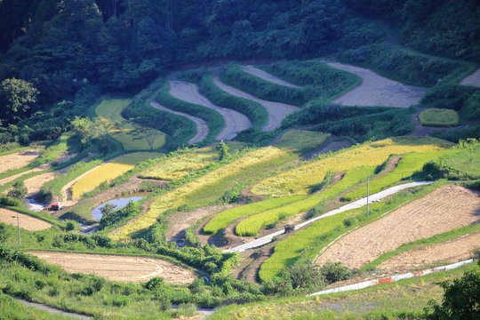 Rice terraces in Okayama, japn