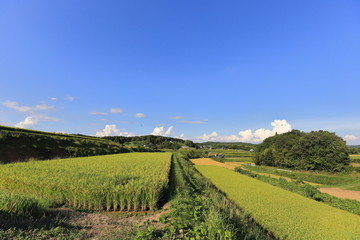 Fototapeta premium Rice terraces in Okayama, japn