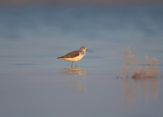 The common greenshank (Tringa nebularia) photographed in the blue water of the bay in soft morning light in a funny pose
