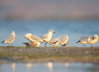 The black-headed gull (Chroicocephalus ridibundus) group cleans plumage on the sandy shore of the estuary. Soft morning light and full color photos