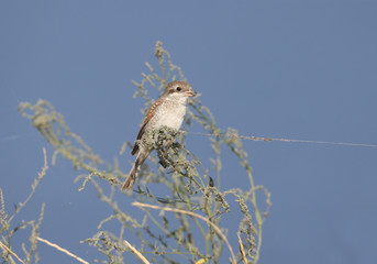 young red-backed shrike (Lanius collurio) sits on a bush of thin grass against a blue sky. Unusual web thread looks like a tethered bird