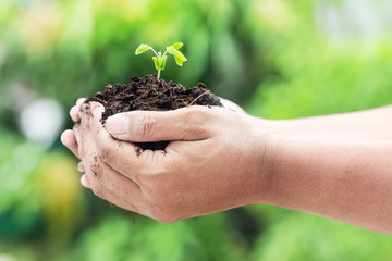 Close cp hands holding sapling in natural blur background, World Environment Day  concept