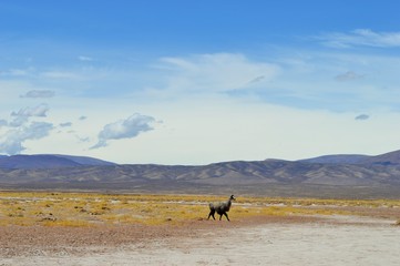 hermoso paisaje de los andes con llama