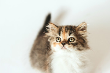  little fluffy tricolor scottish kitten on a white background