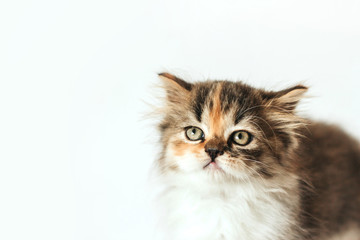  little fluffy tricolor scottish kitten on a white background