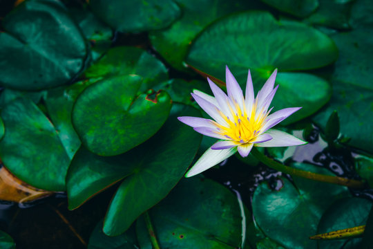Water lilies Nymphaea beautiful flowers blooming in pond , dark moody stilization