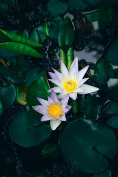 Water lilies Nymphaea beautiful flowers blooming in pond , dark moody stilization