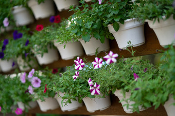 Beautiful colorful blooming Petunia flowers (Petunia hybrida) with purple and white striped petals. Summer flower landscape, fresh wallpaper and nature background concept