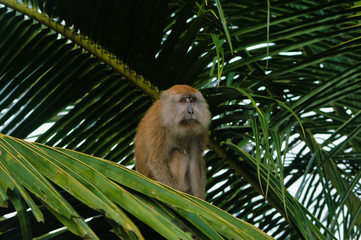 Makak Ape is siting on palm tree giving the impression of sadness.
