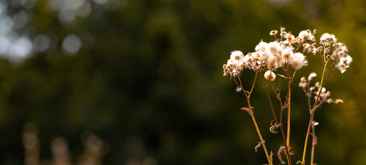 Autumn background. Stalk of dry last year's grass with a tassel of seeds on a blurred dark green background, copy space.