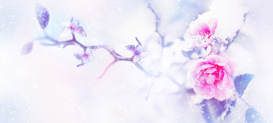 Beautiful pink roses and butterflies in the snow and frost on a blue and pink background. Artistic winter natural image. Selective and soft focus. Copy space. Wide format.