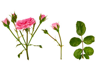 set of pink rose stem with buds and a green branch with leaves