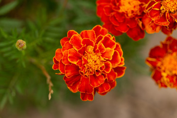Orange marigold flowers in garden, green background, closeup