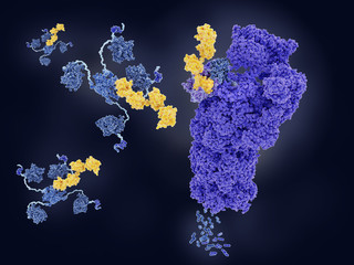 The tumor suppressor p53, tagged with ubiquitin, is degraded by a proteasome