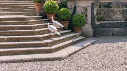 Two beautiful white peacocks climb the stairs of the ancient Borromeo palace on Isola Bella, Lake Maggiore, Italy