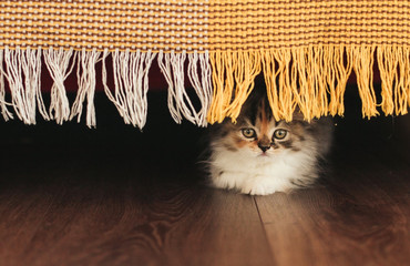  a small fluffy three-colored Scottish kitten sits under a sofa covered with a yellow plaid. the kitten is hiding.