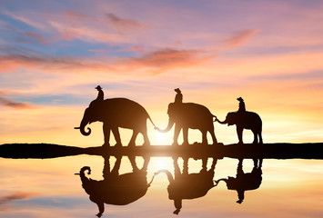 Fototapeta na wymiar Silhouette Elephant Thai Asian at the sunset time