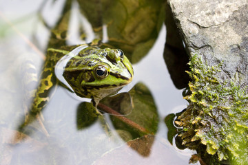 Fototapete bei efototapeten.de bestellen   