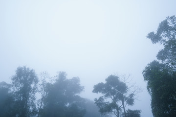 The nature weather with fully with fog in the deep forest winter season 