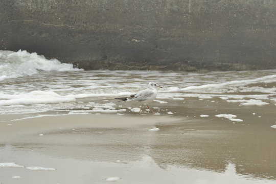 seagull on the beach