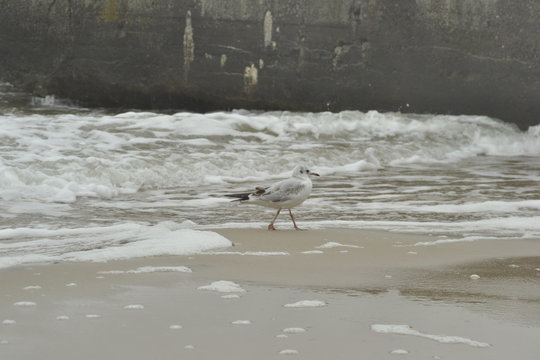 seagull on the beach