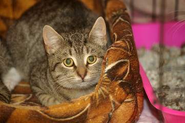 brown tabby cat in a cage