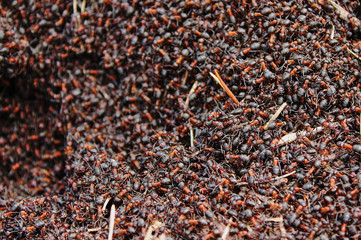 Colse up of a large colony of red wood ants (Formica polyctena).
