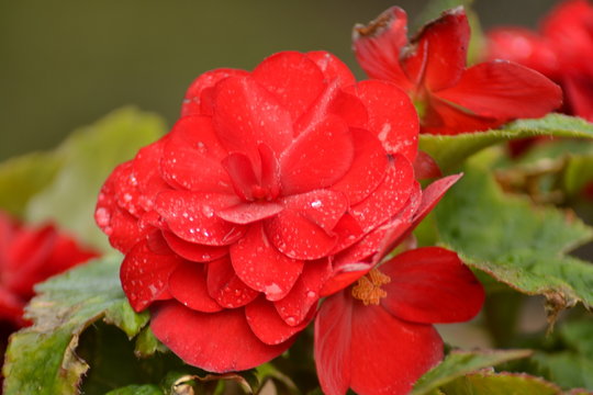 red flower