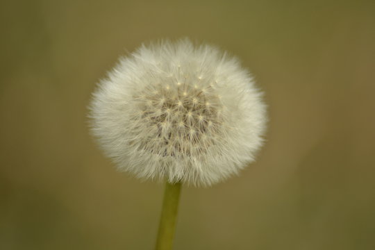 dandelion on green background