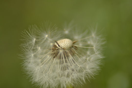 dandelion isolated