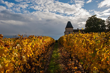 Herbstliche Weinberge südlich von Creon, Aquitaine/ Frankreich