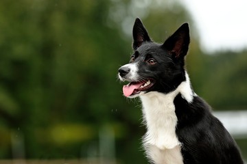 A beautiful border collie with her tongue sticking out