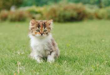 Naklejka na ściany i meble Little fluffy tricolor kitten sits on the grass in the garden.