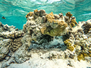 Underwater background of Red Sea and free space for your decoration. 