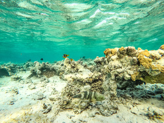 Underwater background of Red Sea and free space for your decoration. 