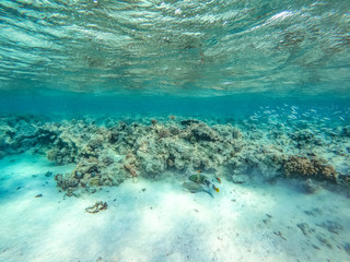 Underwater background of Red Sea and free space for your decoration. 
