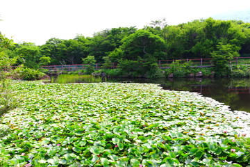 제주에 있는 한라산의 풍경이다