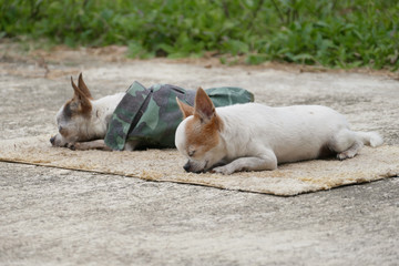 Chihuahua dogs sunbathe bath mat