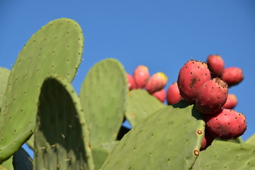 Cactus plant and red prickly pears