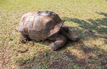 Fototapeta premium large tortoise in a national park in Mauritius