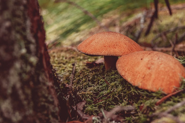 Mushroom in the forest grass. A fabulous summer forest and its inhabitants. Mysterious and mystical separation.